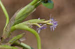 Bouquet mudplantain